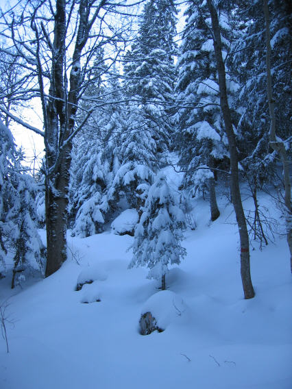 #2 Forêt enneigée Forêt enneigée