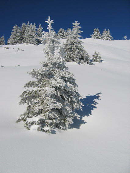 #3 Les arbres bien chargés... Les arbres bien chargés...