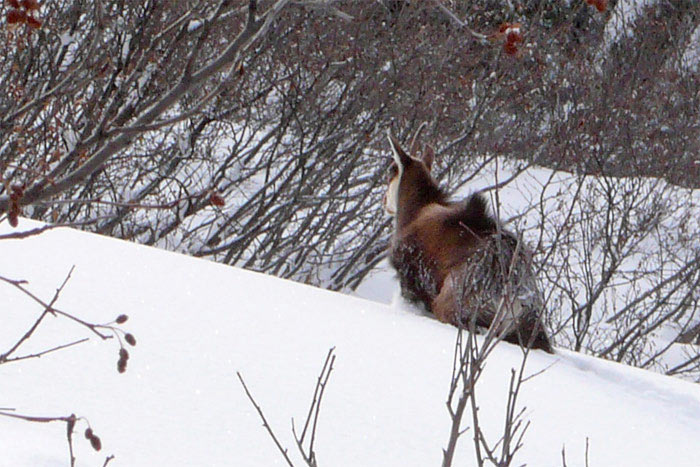 #2 Chamois : Ce matin je n Chamois : Ce matin je n'ai croisé personne d'autre !!