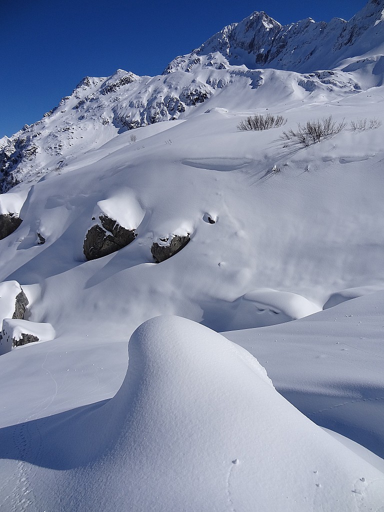 #1 Champignons de neige Champignons de neige