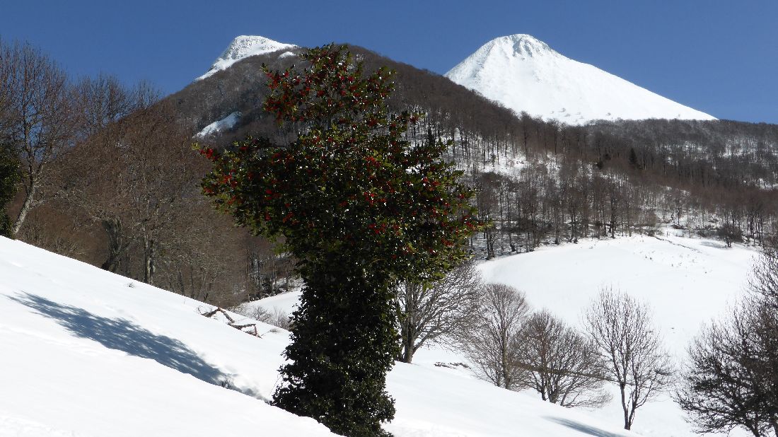 #16 Houx : Le secteur en est garni. Houx : Le secteur en est garni.