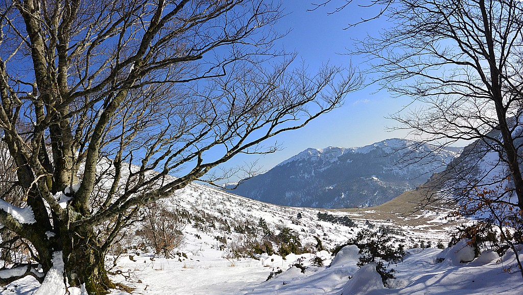 Pré de l'Ane : Enneigement correct en descendant près du bois. En face le grand Delmas