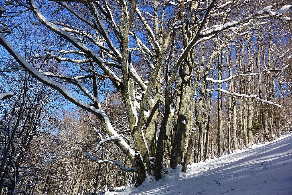 Hêtre : Quelle belle cépée (arbre à troncs multiples)