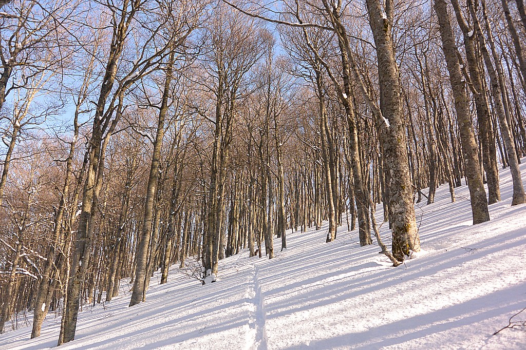 Forêt : Sous le signal, déjà tracé en fin de matinée