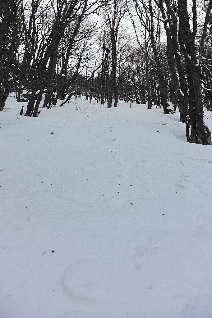 Forêt : Descente du Veyou, forêt bien skiante, bonne poudre tassée