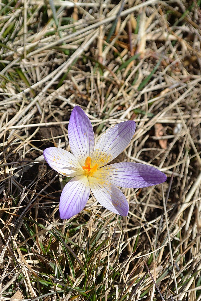 #13 Crocus : Deux jours de beau, ils sont déjà là! Crocus : Deux jours de beau, ils sont déjà là!