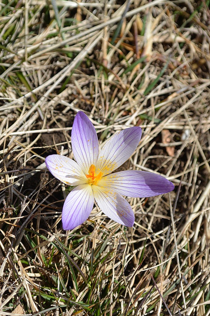 Crocus : Deux jours de beau, ils sont déjà là!