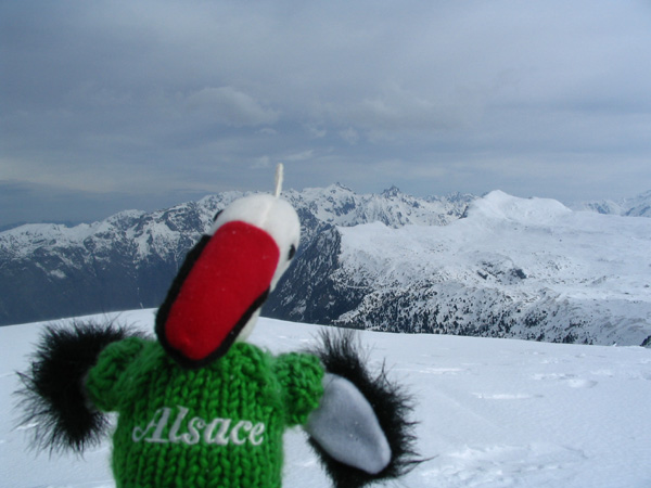 #3 La cigogne : Plus rare qu La cigogne : Plus rare qu'un gypaète, une cigogne dans les Alpes! Hopla yo!