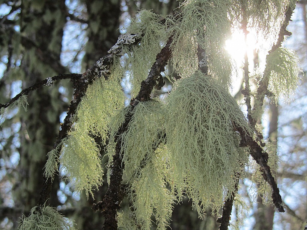 Tête de Colombière : beaucoup de lichens dans ce coin