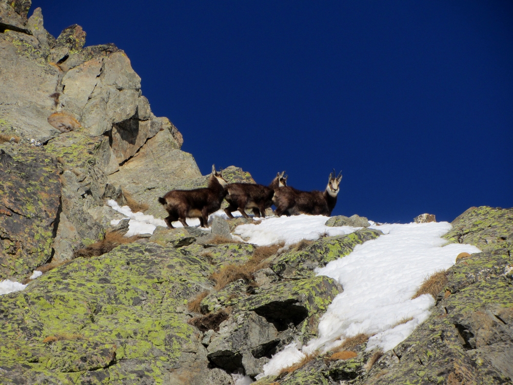 #14 Tour de l Tour de l'Argentera : Collet de la Madre di Dio bien gardé.