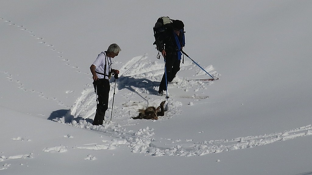 #27 Carcasse : le loup s’est servi. Carcasse : le loup s’est servi.