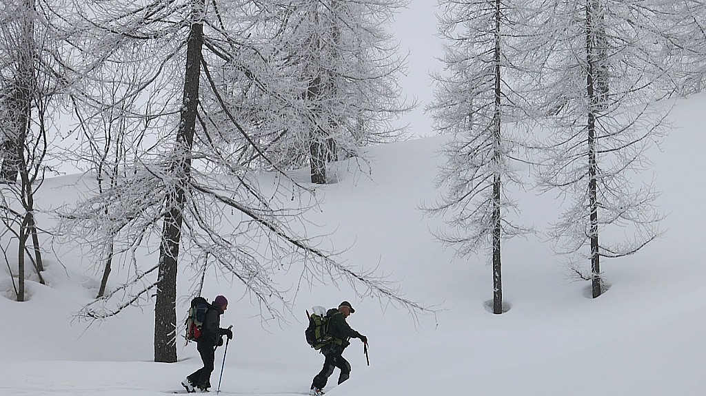 #16 Les mélezes de Valasco : Ils annonçaient 70 cm de neige ce matin. Les mélezes de Valasco : Ils annonçaient 70 cm de neige ce matin.