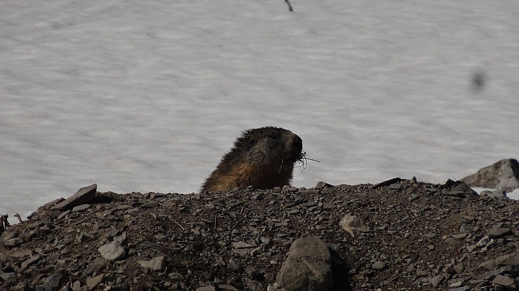 #4 Coucou : Ma première photo Faune/Flore. Coucou : Ma première photo Faune/Flore.