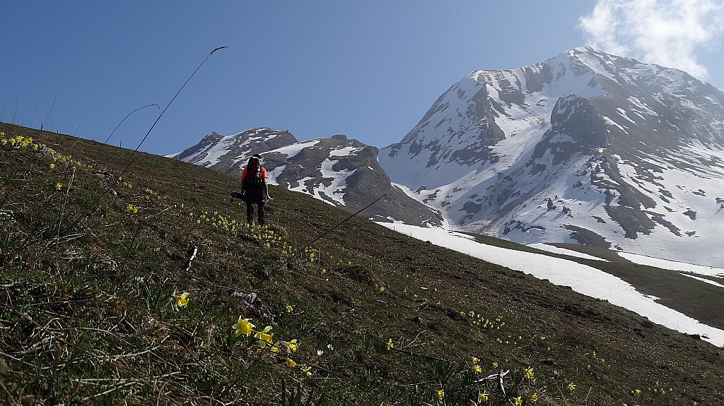 #3 Les condis au Charvin, aïe ! : Au moins il y a des jonquilles, c Les condis au Charvin, aïe ! : Au moins il y a des jonquilles, c'est bidou.