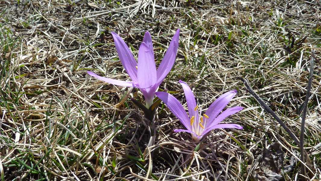 #26 Crocus : le printemps est là Crocus : le printemps est là