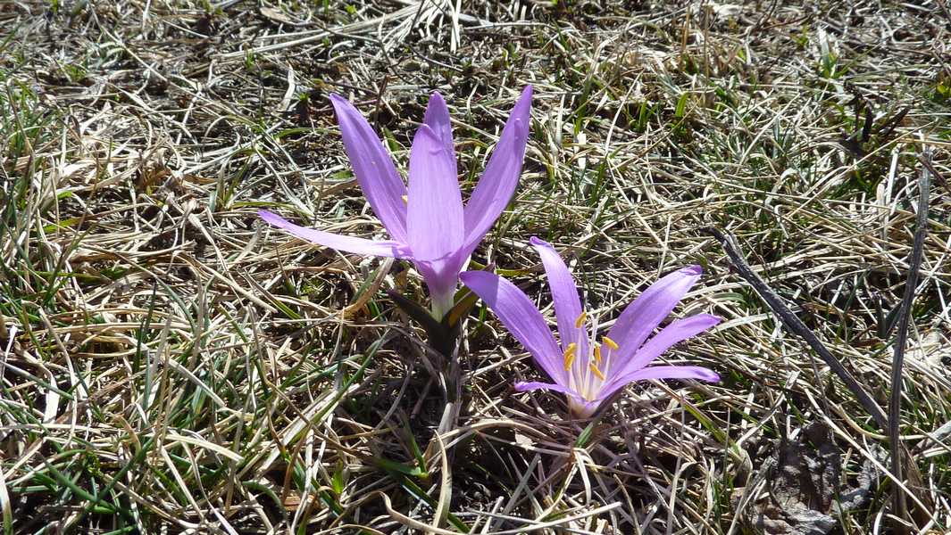 Crocus : le printemps est là