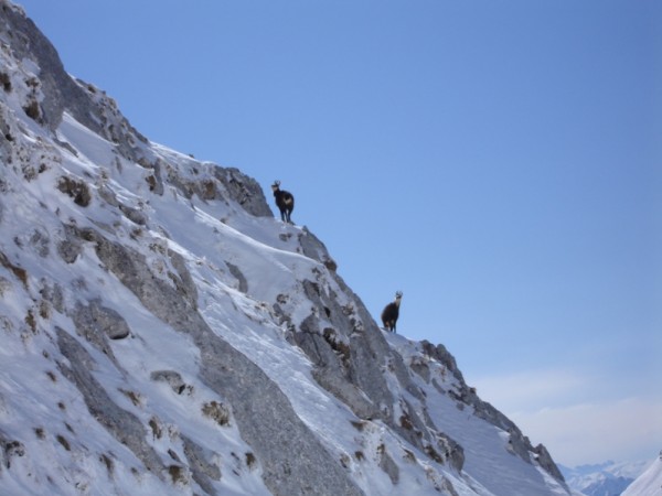 #5 Les chamois : ...les chamois aussi Les chamois : ...les chamois aussi