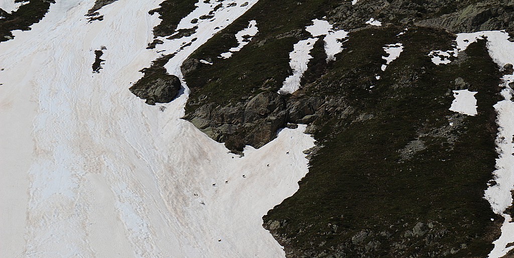 #19 chamois : se sont lassés d chamois : se sont lassés d'attendre du passage