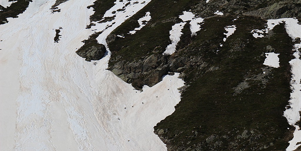 chamois : se sont lassés d'attendre du passage