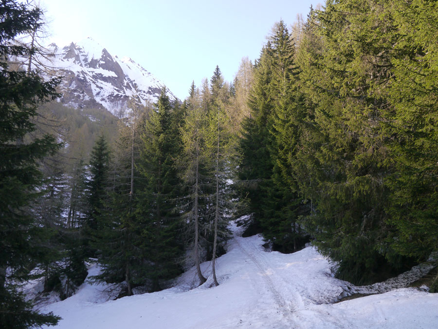 Pizzo del Lago Scuro : Dans la forêt, fin du portage, début du ski.