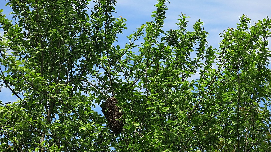 les abeilles essaiment : c’est le printemps.