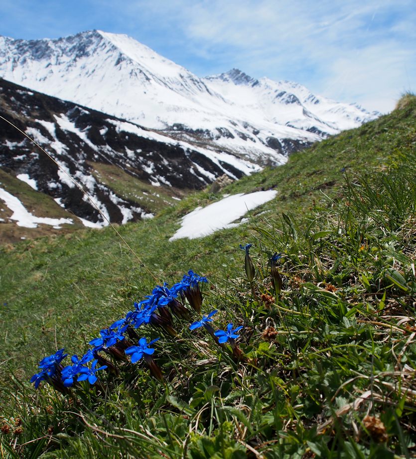 Gentianes bleues : Une flore abondante et variée égaie la dernière montée vers les Lanchettes
