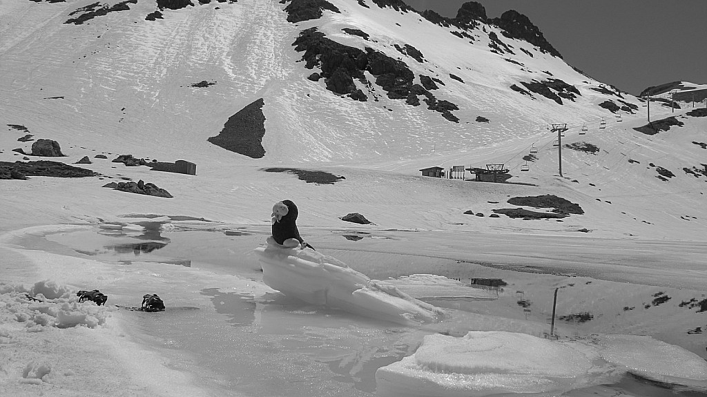 #6 Momo le Morse : Momo et Huguette sur leur iceberg :) Momo le Morse : Momo et Huguette sur leur iceberg :)