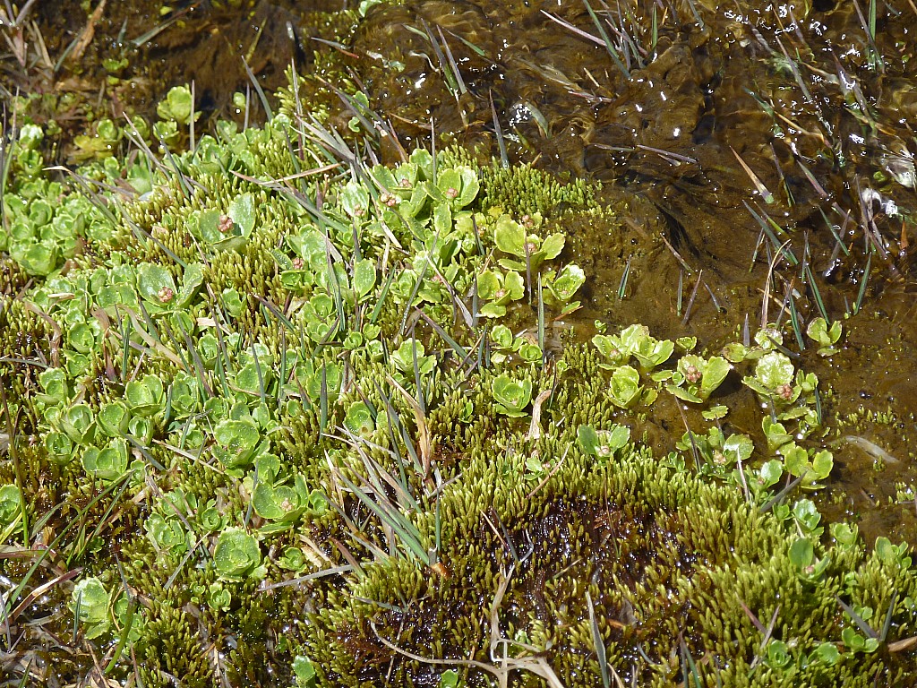 #22 Plan de la Sassière : Nom de cette plante ? Plan de la Sassière : Nom de cette plante ?