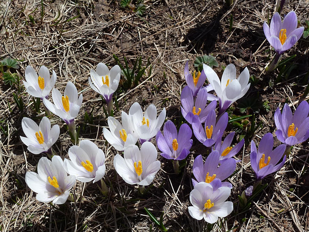 #26 Plan de la Sassière : C Plan de la Sassière : C'est le printemps