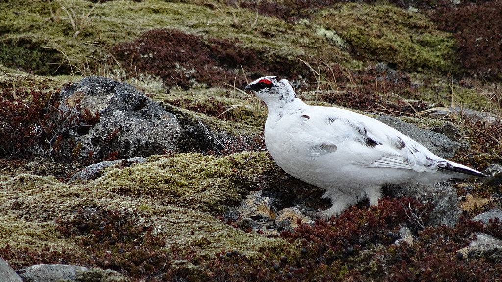 faune locale : qui se promenait en couple