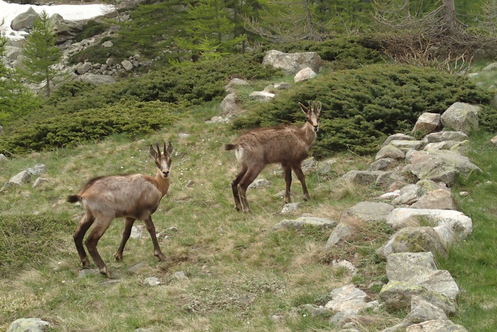 #10 Eterlou : ou éterlette ? Eterlou : ou éterlette ?