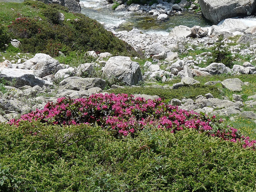 Rhododendrons en fleurs: : ça sent l'été.