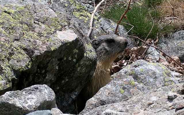 #12 Marmotte : Rencontrée au hasard du chemin, elle joue à cache cache la coquine ! Marmotte : Rencontrée au hasard du chemin, elle joue à cache cache la coquine !