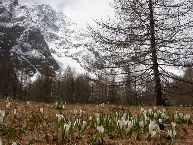 #2 Vallon du Casset : Gros contraste entre la vallée déjà en fleur et les sommets bien plâtrés. Vallon du Casset : Gros contraste entre la vallée déjà en fleur et les sommets bien plâtrés.