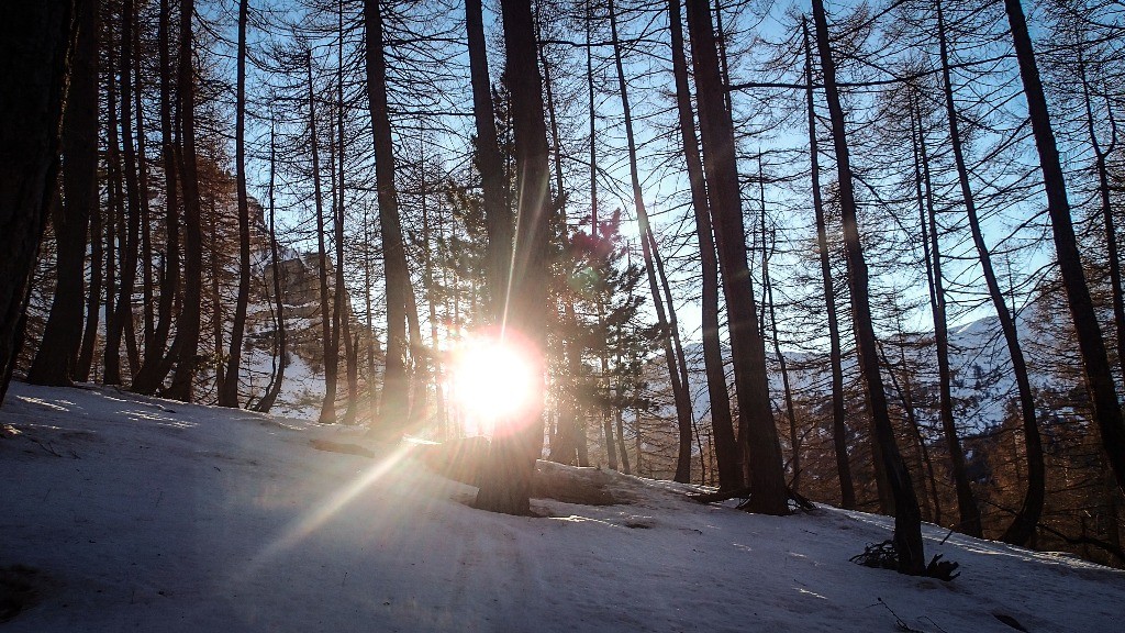 #15 Crépuscule sylvestre Crépuscule sylvestre