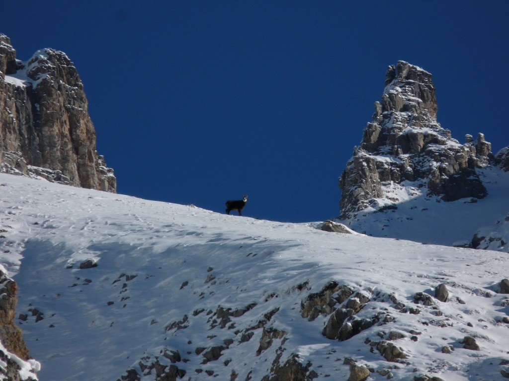 #2 Un chamois Un chamois