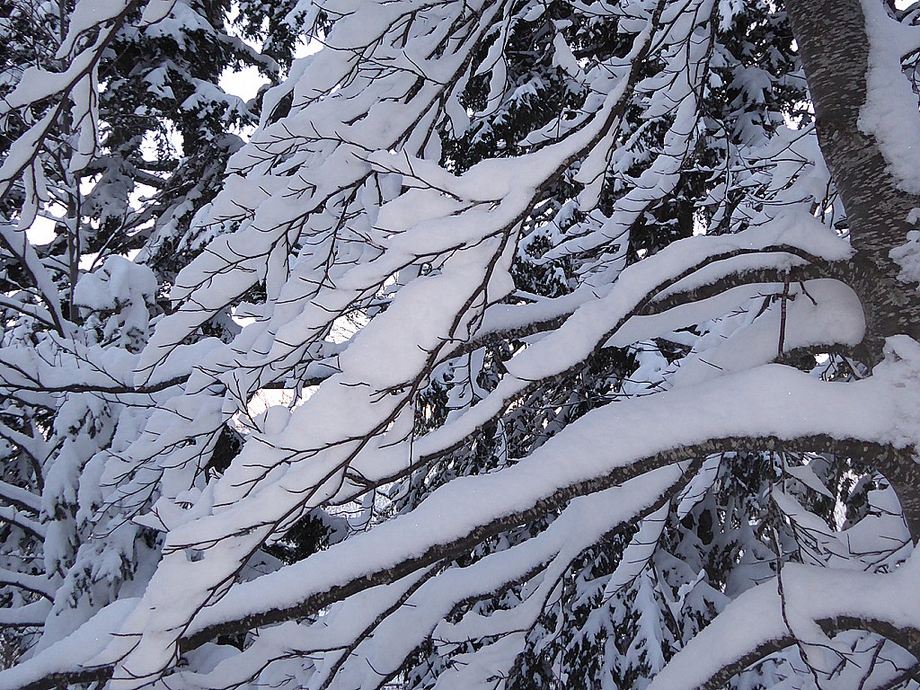 La neige est encore sur les arbres, pas sur le chemin