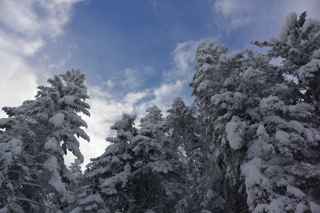 #6 En rejoignant la route forestière: du bleu! En rejoignant la route forestière: du bleu!
