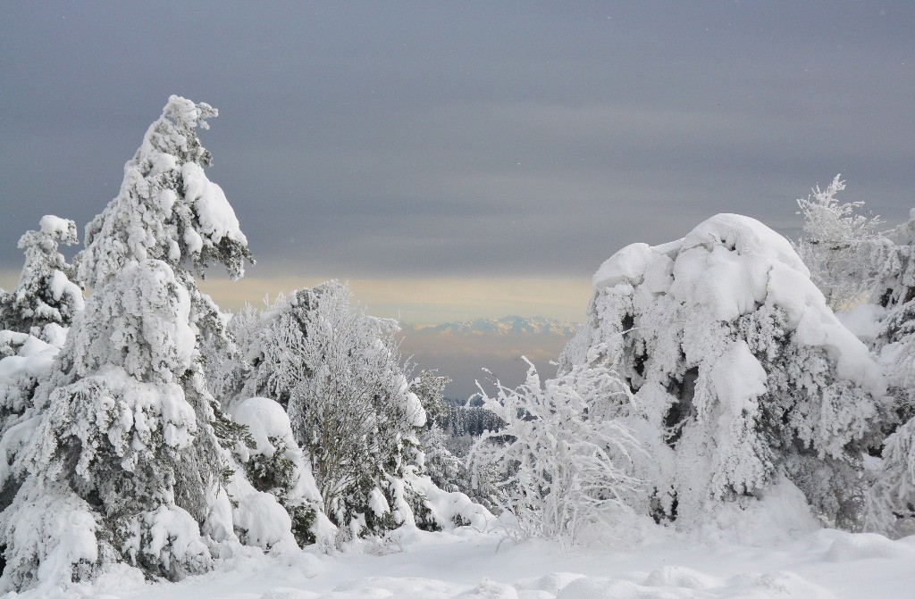 #10 Fenêtre sur les Alpes et Pins chargés Fenêtre sur les Alpes et Pins chargés