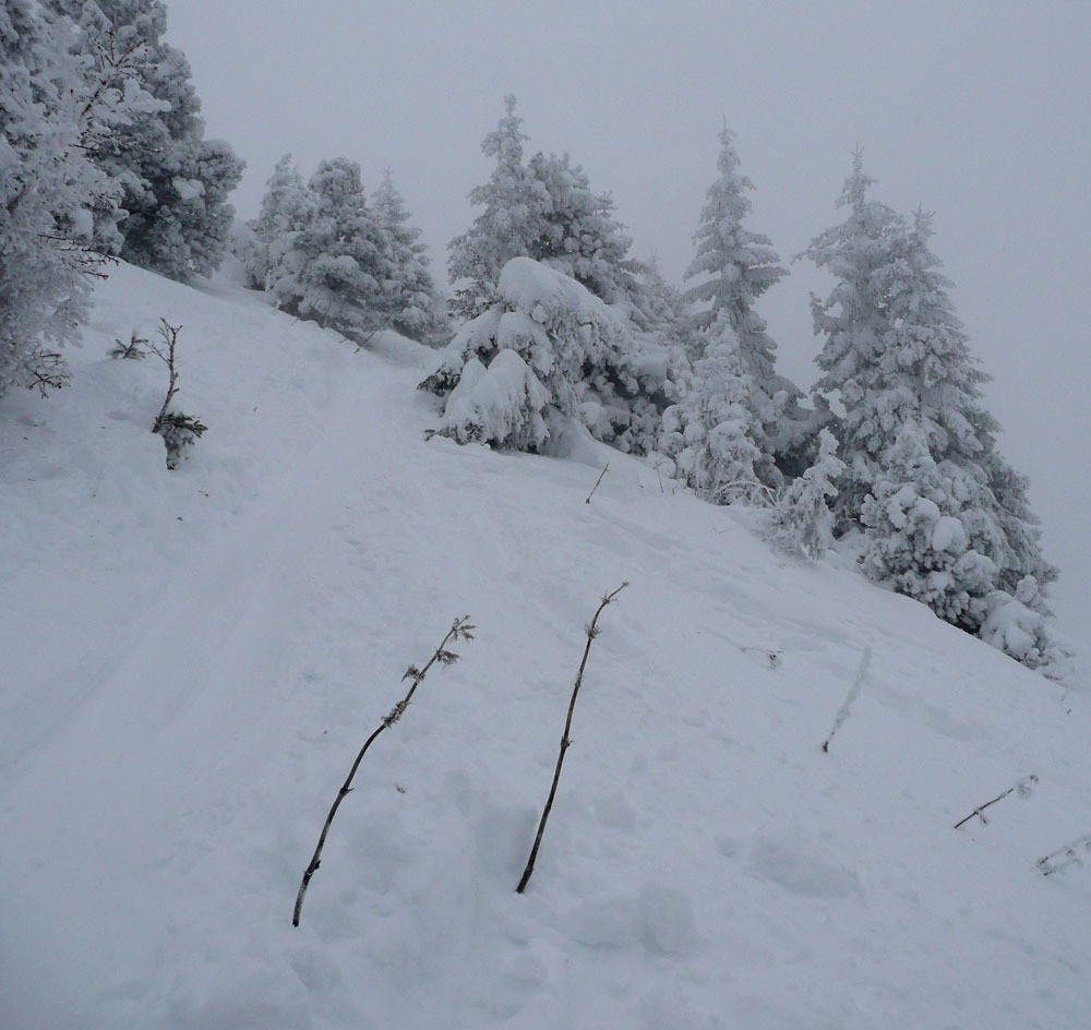 L'hiver, tous les arbres sont blancs (il s'agit en fait du 28e sapin sur votre droite, après la cabane)