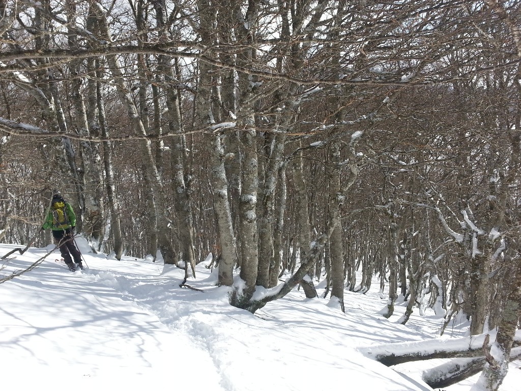 Dans les bois de la Fontaine salée: La meilleure neige mais il faut skier léger pour ne pas sentir les racines!