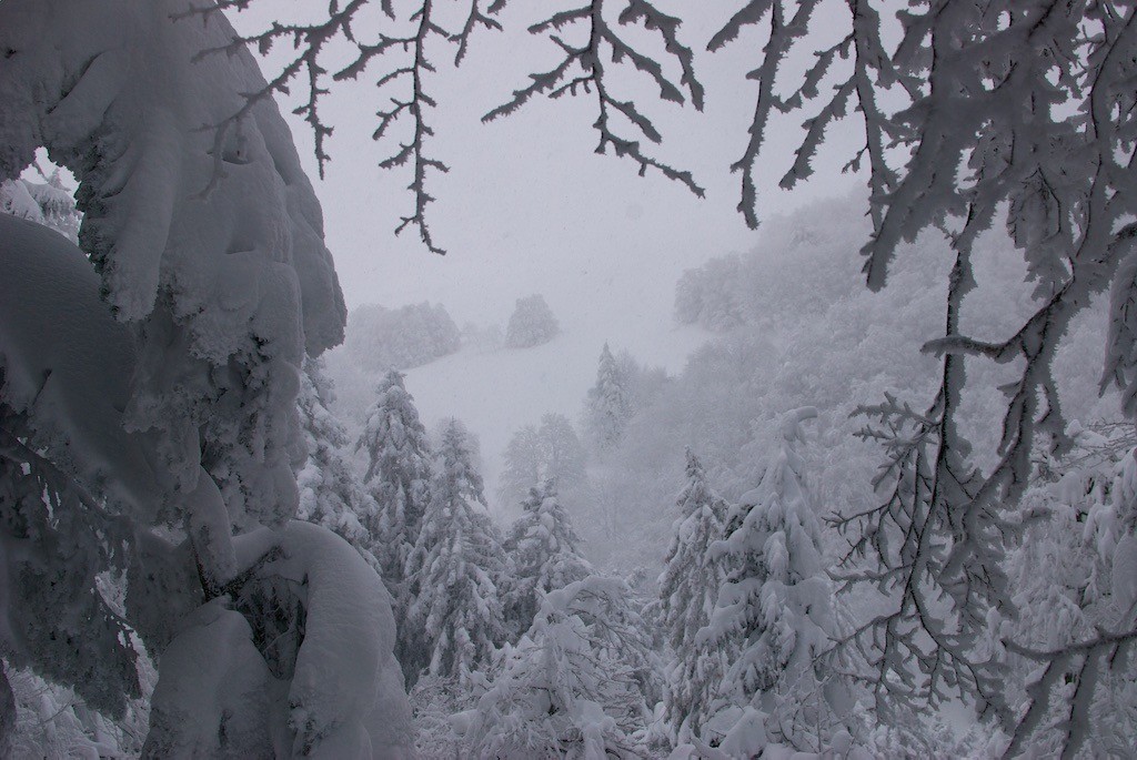 Les crêtes prisent dans le brouillard. Le ski sera meilleur en forêt.
