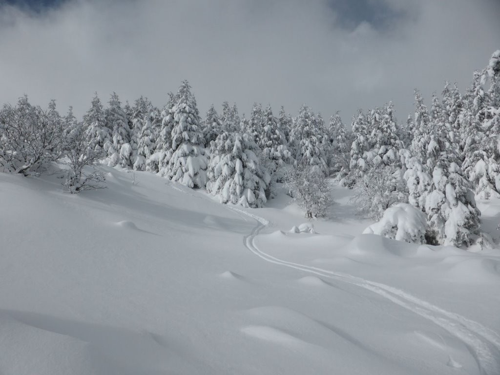 #4 Glissement feutré le long de la forêt Glissement feutré le long de la forêt