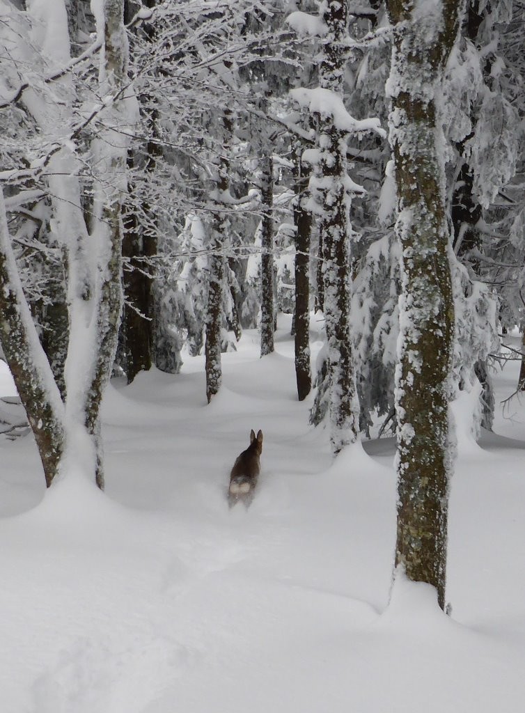 Forêt d'Alambre: 4 pattes valent mieux que 2 skis