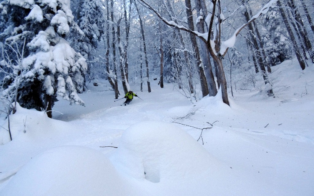 #5 Bucheron Bucheron