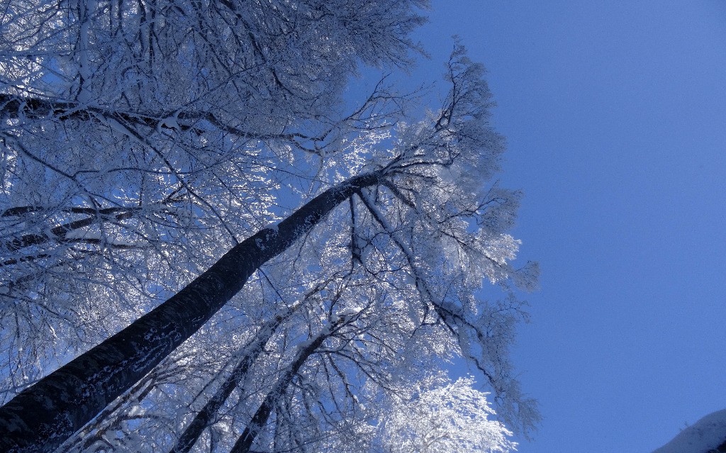 #6 Arrbre givré Arrbre givré