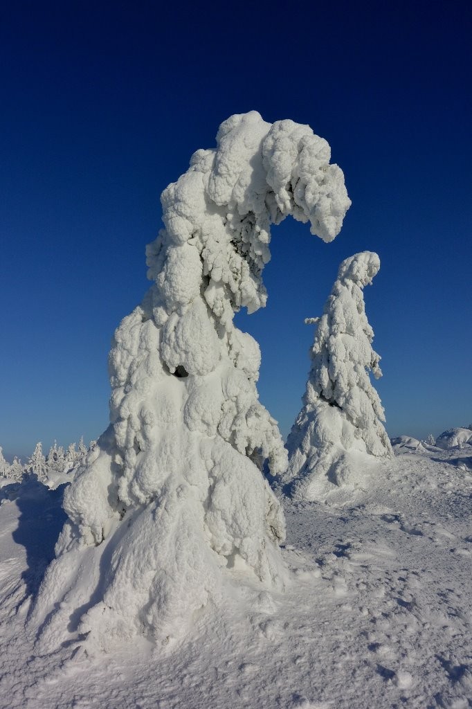 #7 Givre sommital, sur le toit du Pilat Givre sommital, sur le toit du Pilat