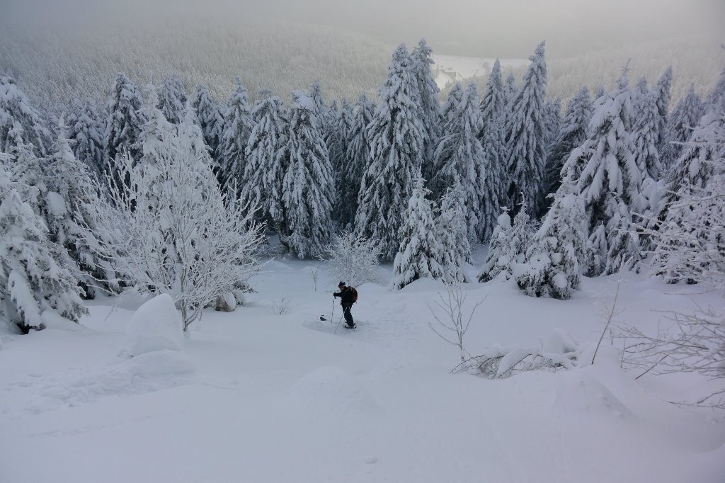 #10 face est Arnica: la clairière face est Arnica: la clairière