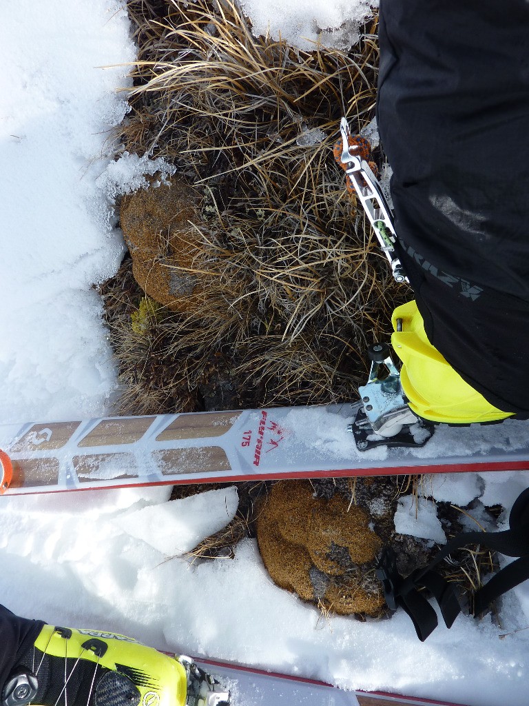 #3 Conditions quasi-printanières, on peut presque faire de la Botanique !  Conditions quasi-printanières, on peut presque faire de la Botanique !