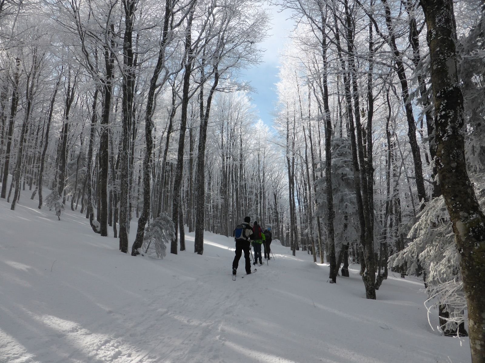 #9 Forêt de La Liberté, un passage marquant Forêt de La Liberté, un passage marquant